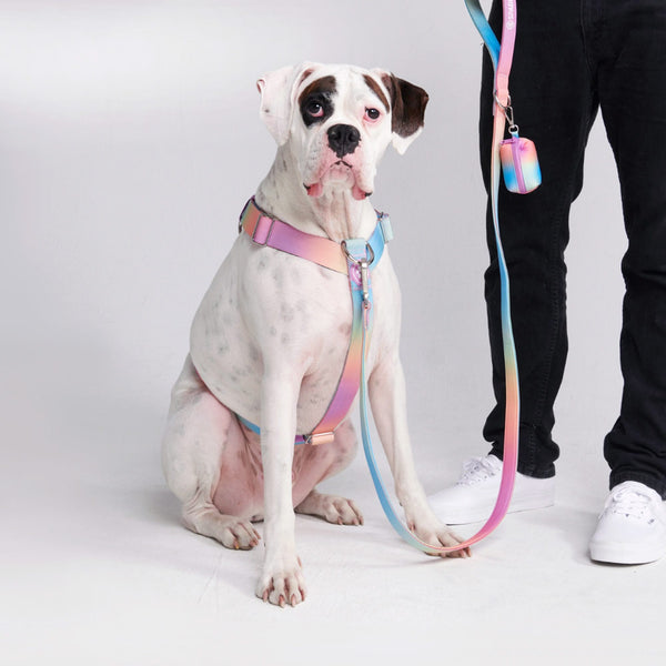 Komfort-Kontrolle No-Pull Hundegeschirr - Pastellglasur